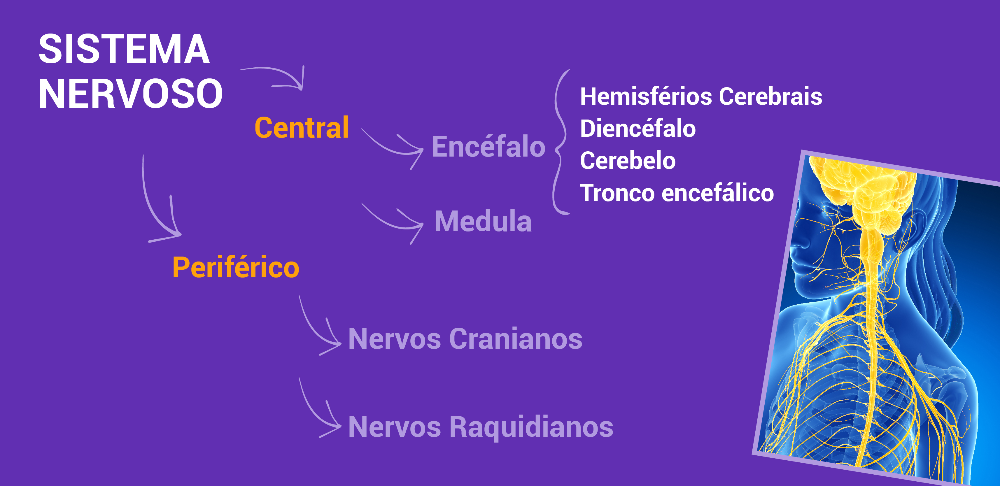 No Saiba mais há uma imagem do sistema nervoso, que se divide em Central e dentro dele há o encéfalo, que contém os hemisférios cerebrais, diencéfalo, cerebelo, e tronco encefálico e medula. O sistema nervoso periférico é composto pelos nervos cranianos e nervos raquidianos.